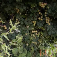 سرایدار و باغبان