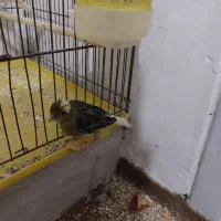 ماده قناری سبز اماده