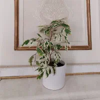 گلدان بنجامین