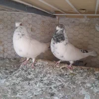 کبوترکله ای بپروبازیکن