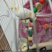 دو عدد عروس هلندی نر|پرنده|ساری, |دیوار