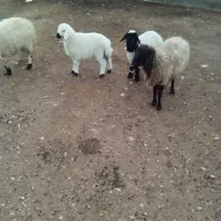 گوسفند|حیوانات مزرعه|سده (خراسان جنوبی), |دیوار