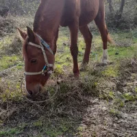 نریان اخته سال ۴