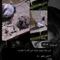 سلام دوستان عزیز این کبوتر جوجه داره فرار کرده|حیوانات|گلستان (تهران), |دیوار