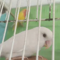 قناری نر|پرنده|مشهد, شهرک مهرگان|دیوار