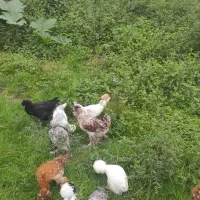 فروش مرغ سلطان 6تا مرغ وخروس تعداد 1عدد