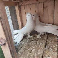 یک جفت رواعبی