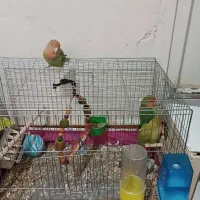 ۳عد طوطی برزیلی شیطون با قفس و لوازم|پرنده|قدس, شهر‌قدس|دیوار