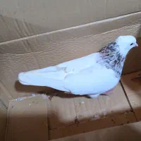 طوق هفت رنگ|پرنده|جم, |دیوار