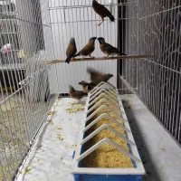 جوجه پارسون|پرنده|ری, دولت‌آباد|دیوار