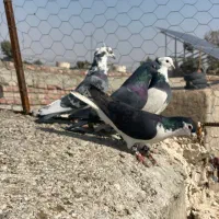 چهار عدد نر زد و خوردی|حیوانات|زاهدان, |دیوار