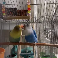 یک جفت طوطی برزیلی نژاد دار  نر وماده + قفس