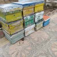 ۱۰ عدد کندو دسته دوم