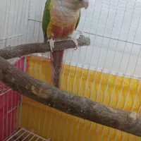 گرینچیک|پرنده|مشهد, هفت تیر (نه دره)|دیوار