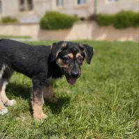 توله سگ ۳ ماهه ژرمن