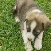 توله سگ قدرجونی خوش رنگ و زیبا