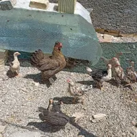 جوجه مرغ و خروس گلین