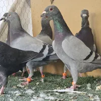کفتر پلاکی جوان