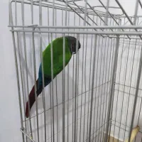 طوطی.|پرنده|قنوات, |دیوار