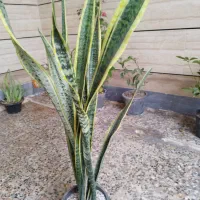 سانسوریا شمشیری ابلغ وگل وگیاه|گل و گیاه طبیعی|اهواز, شریعتی جنوبی|دیوار