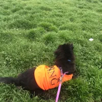 سگ پامر اشپینز مشکی ماده ۸ماهه