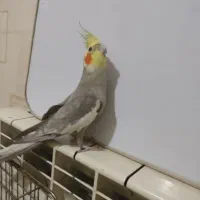 عروس هلندی آهویی رام رام