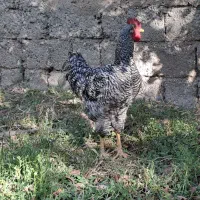 خروس اصل آمروک|حیوانات مزرعه|شاهین دژ, |دیوار