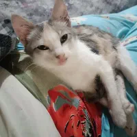 واگذاری بچه گربه ۲ماهه