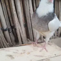 ۳تا جوجه طوقی فروشی|پرنده|جیرفت, |دیوار