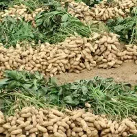 بادام زمینی