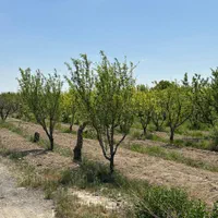 فروش باغچه ۴۰۰متری