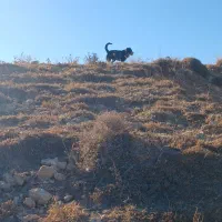 سگ سرابی|سگ|مهربان, |دیوار