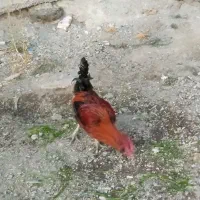 خروس محلی،قیمت شصدهزارتومان|حیوانات مزرعه|مریوان, |دیوار