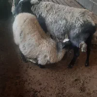 گوسفند نر رومانف