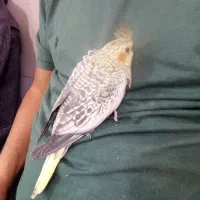 جوجه عروس هلندی|پرنده|تهران, خاک سفید|دیوار