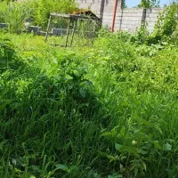 سگ .اسب آگهی بخونید|سگ|خرمآباد (تنکابن), |دیوار