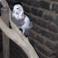 تعدادی کبوتر پرشی|پرنده|کوهدشت, |دیوار