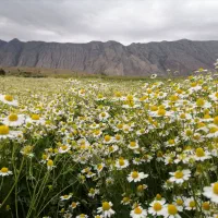 بذر گل بابونه برای کاشت موجود هست