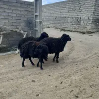 هفت عدد قوچ شیش دونگ به فروش میرسد