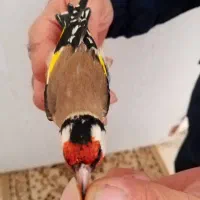 سیره باغی دوماه قفس|پرنده|کرمانشاه, |دیوار