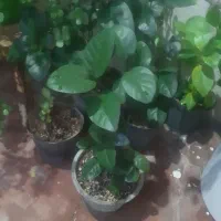 فروش گلهای آپارتمانی