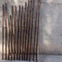 خزاان 2مترین|گل و گیاه طبیعی|شادگان, |دیوار