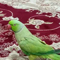 طوطی ملنگو مولد