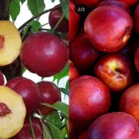 نهال شلیل وهلو|گل و گیاه طبیعی|مشگین شهر, |دیوار