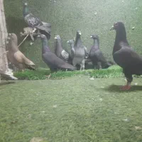 سه دسته ماده پلاکی زذهی وخطدارهوای کفترپرش