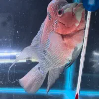 ماهی فلاور نر