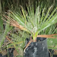 نخل پالم تنه قرمز واشنگتن ۷ماهه و ۳ساله