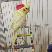 عروس هلندی لوتینو