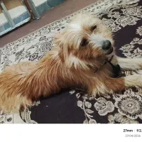 سگ پامر اشتیپز