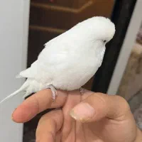 مرغ عشق انگلیسی|پرنده|محمودآباد, |دیوار